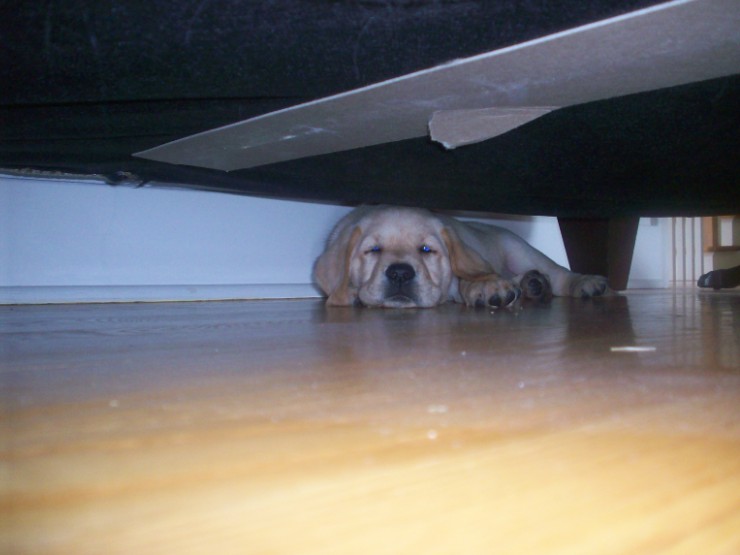 The Life Of Riley 009.JPG